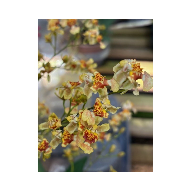 Oncidium Twinkle ‘caramelo’