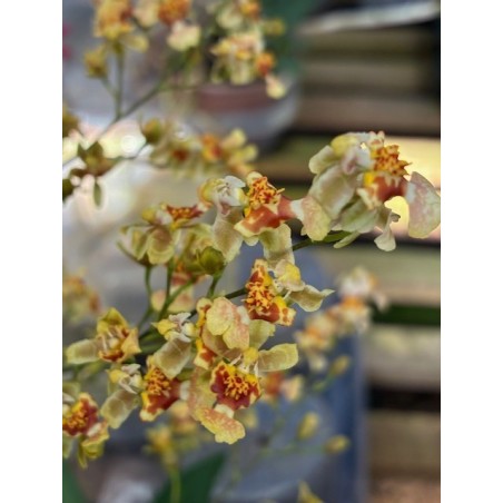 Oncidium Twinkle ‘caramelo’