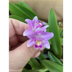 Laelia (rupestris x alaorii)