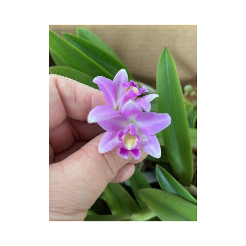 Laelia (rupestris x alaorii)