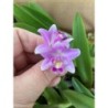 Laelia (rupestris x alaorii)