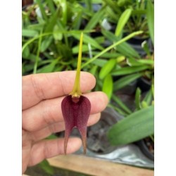 Masdevallia kuhniorum