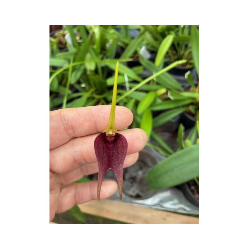 Masdevallia kuhniorum