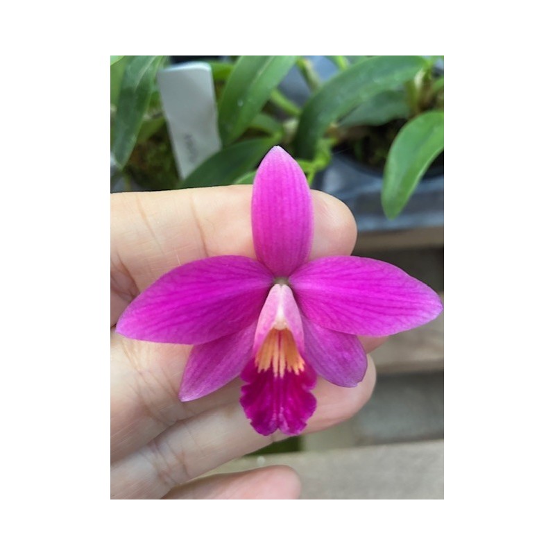 (Laelia milleri x Sophronitis riograndense )x Laelia alaorii