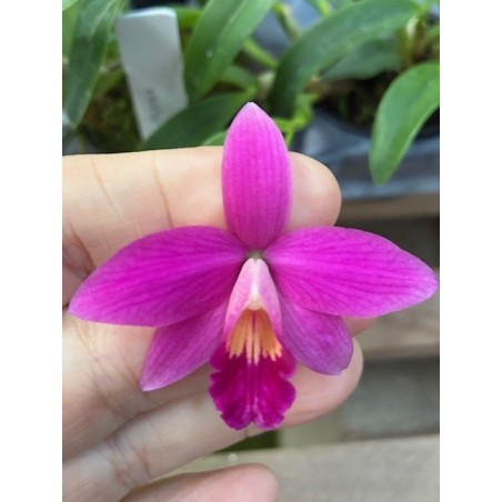 (Laelia milleri x Sophronitis riograndense )x Laelia alaorii