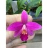 (Laelia milleri x Sophronitis riograndense )x Laelia alaorii