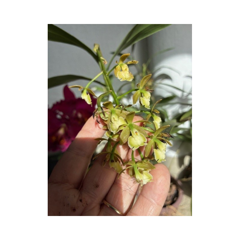 Epidendrum floribundum