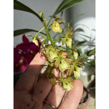 Epidendrum floribundum