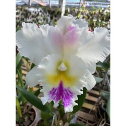 Bc.Pastoral semi-alba ‘ Aniel Carnier’