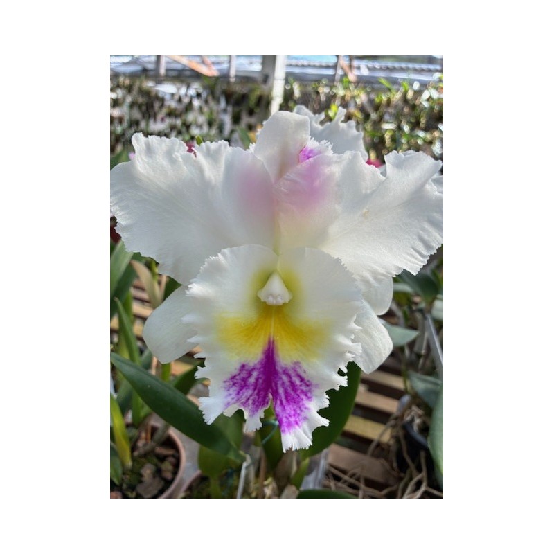 Bc.Pastoral semi-alba ‘ Aniel Carnier’