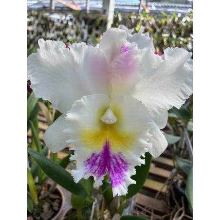 Bc.Pastoral semi-alba ‘ Aniel Carnier’