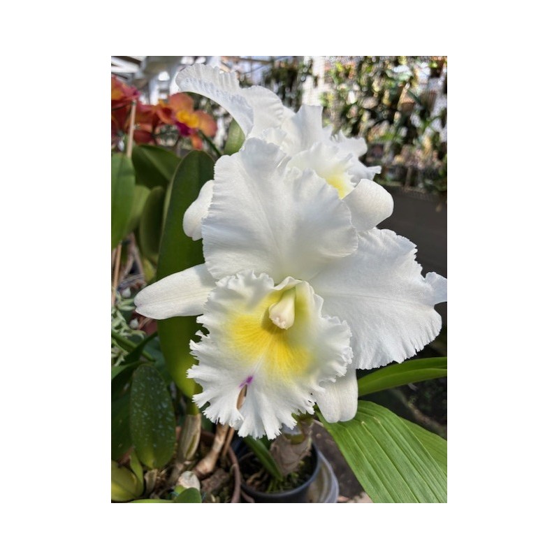 Bc.Pastoral ‘ Innocense’