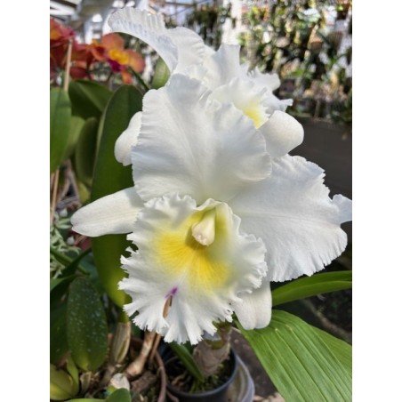 Bc.Pastoral ‘ Innocense’