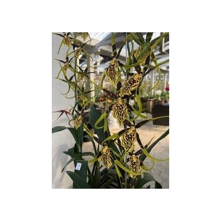 Anikaara Mystic Maze