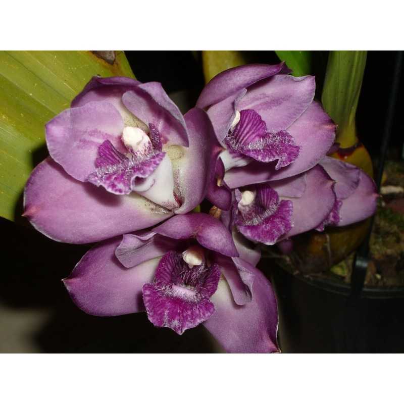 Bifrenaria tyrianthina