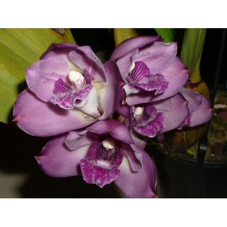 Bifrenaria tyrianthina