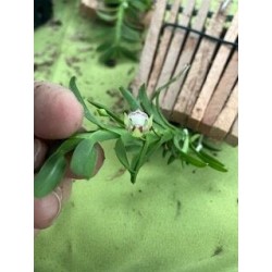 Dichaea anchorolabia