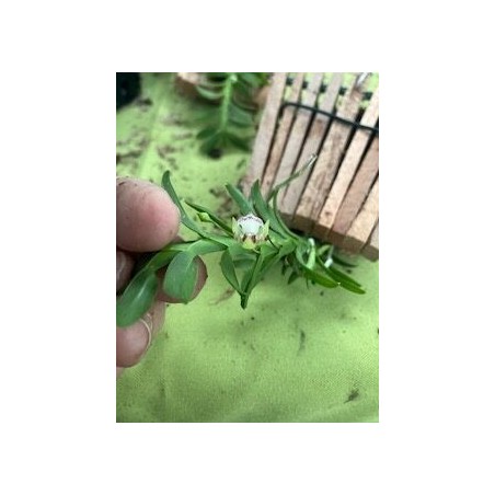 Dichaea anchorolabia