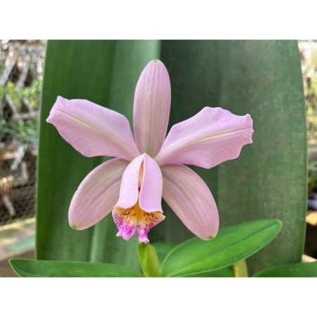 Cattleya Venosa (forbesii x harrisoniae)