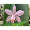 Cattleya Venosa (forbesii x harrisoniae)