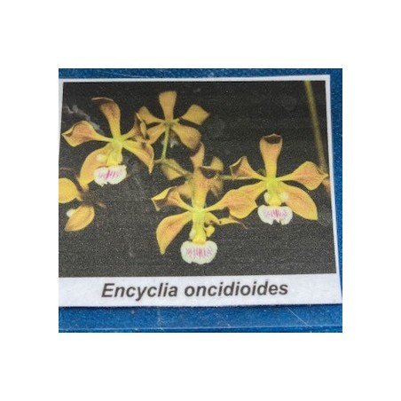 Encyclia oncidioides