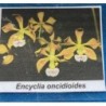 Encyclia oncidioides