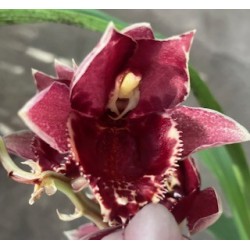 Catasetum Melana Davison