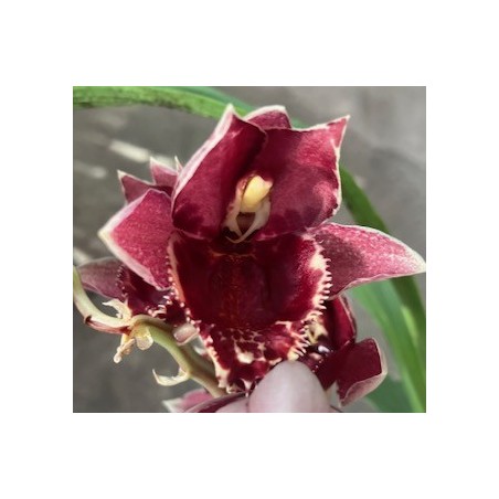 Catasetum Melana Davison