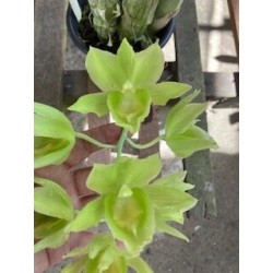 Catasetum Black Jade