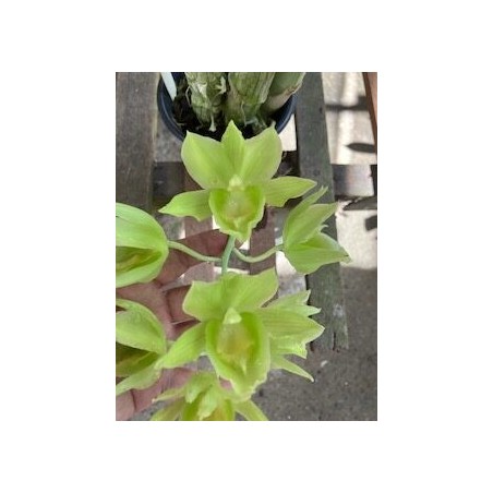 Catasetum Black Jade