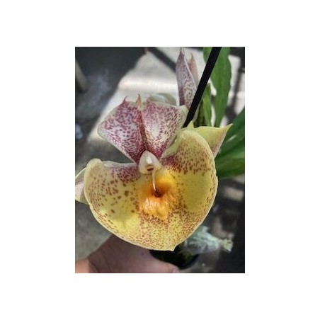 Catasetum Orchidglade Davie Ranch