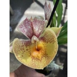 Catasetum Orchidglade Davie Ranch