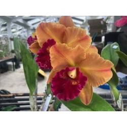 Blc. Young Gluck Smile