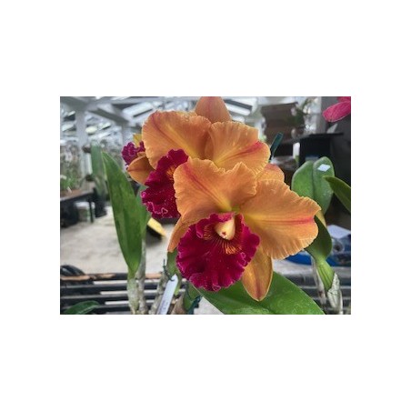 Blc. Young Gluck Smile