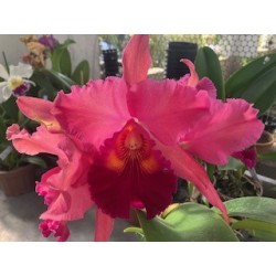 Blc.Mirian Suzuki ‘ Pink Pearl’