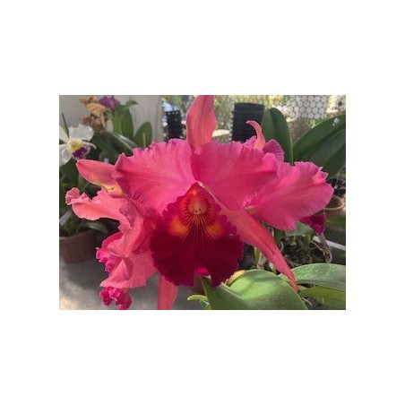 Blc.Mirian Suzuki ‘ Pink Pearl’