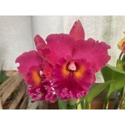 Blc. Village Chief Armani ‘ Red Dragon’
