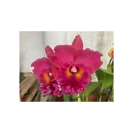 Blc. Village Chief Armani ‘ Red Dragon’