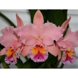 Blc. George King ‘ Serendipty’