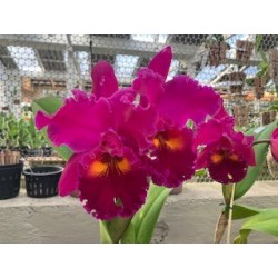 Blc. Chia Lin x Song Yung Ruby