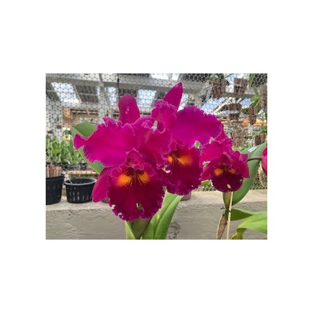 Blc. Chia Lin x Song Yung Ruby