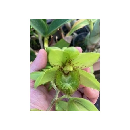 Clowesatum Loppe Farlanciae