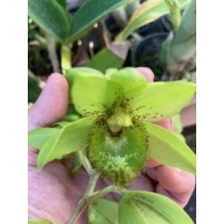 Clowesatum Loppe Farlanciae