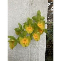 Catasetum Richard Fullford