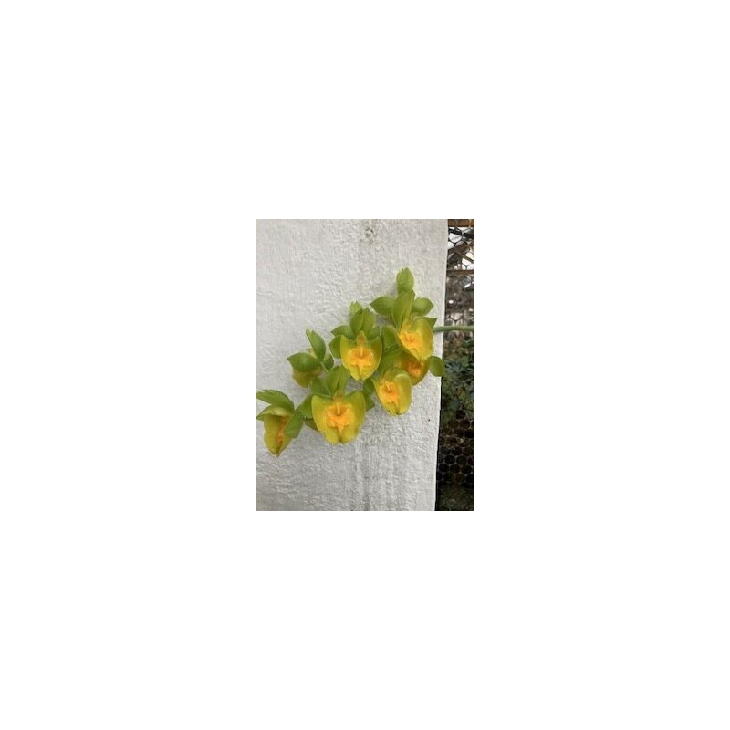 Catasetum Richard Fullford