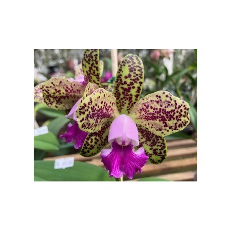 Cattleya Akimi Haneda x leopoldii