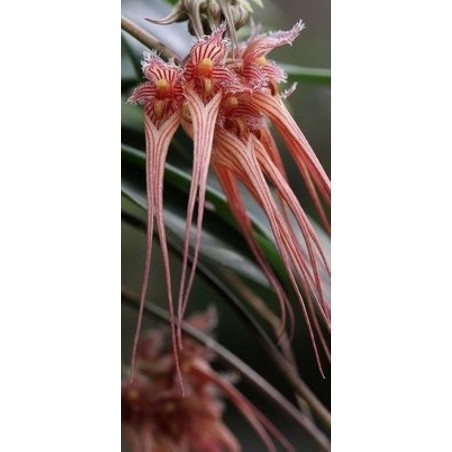 Bulbophyllum (sanguineum x puctatum)