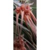 Bulbophyllum (sanguineum x puctatum)