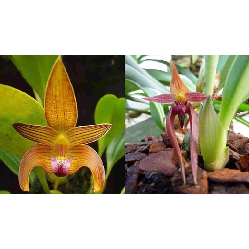 Bulbophyllum (claptonense x nymphopolitanum)