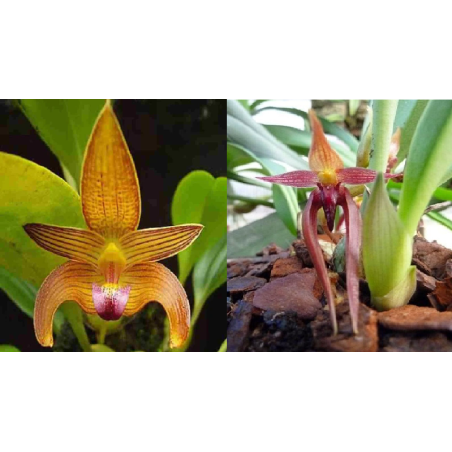 Bulbophyllum (claptonense x nymphopolitanum)